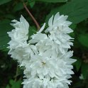 Deutzia scabra 'Candidissima' fleur P1E P7 P26